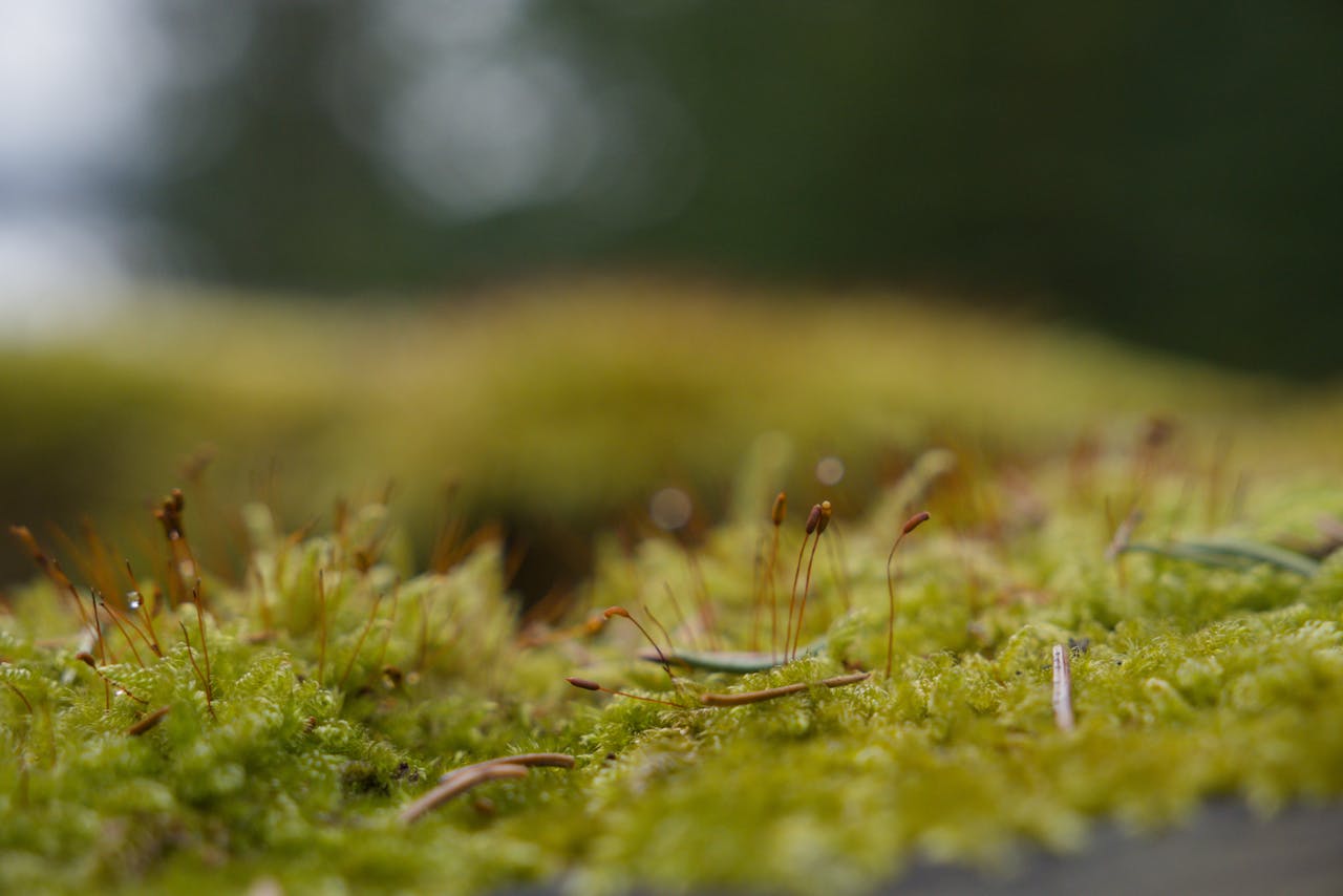 Close-up of vibrant moss showcasing nature's intricate details in Espoo, Finland.